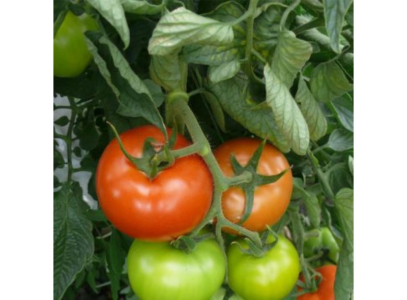 Семена томата индетерминантного Песадо (1609 F1), ранняя новинка!!!, (250 сем.) Lark Seeds